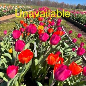 3/$20! Ciate London Confetti Highlighter Brand NIB